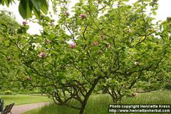 ماگنولیا سولانجینا